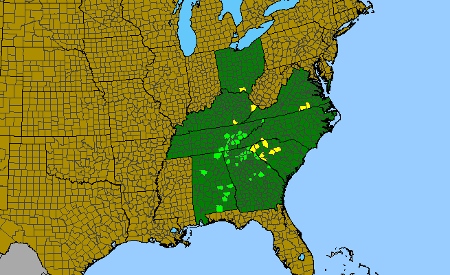 The range of Collinsonia verticillata